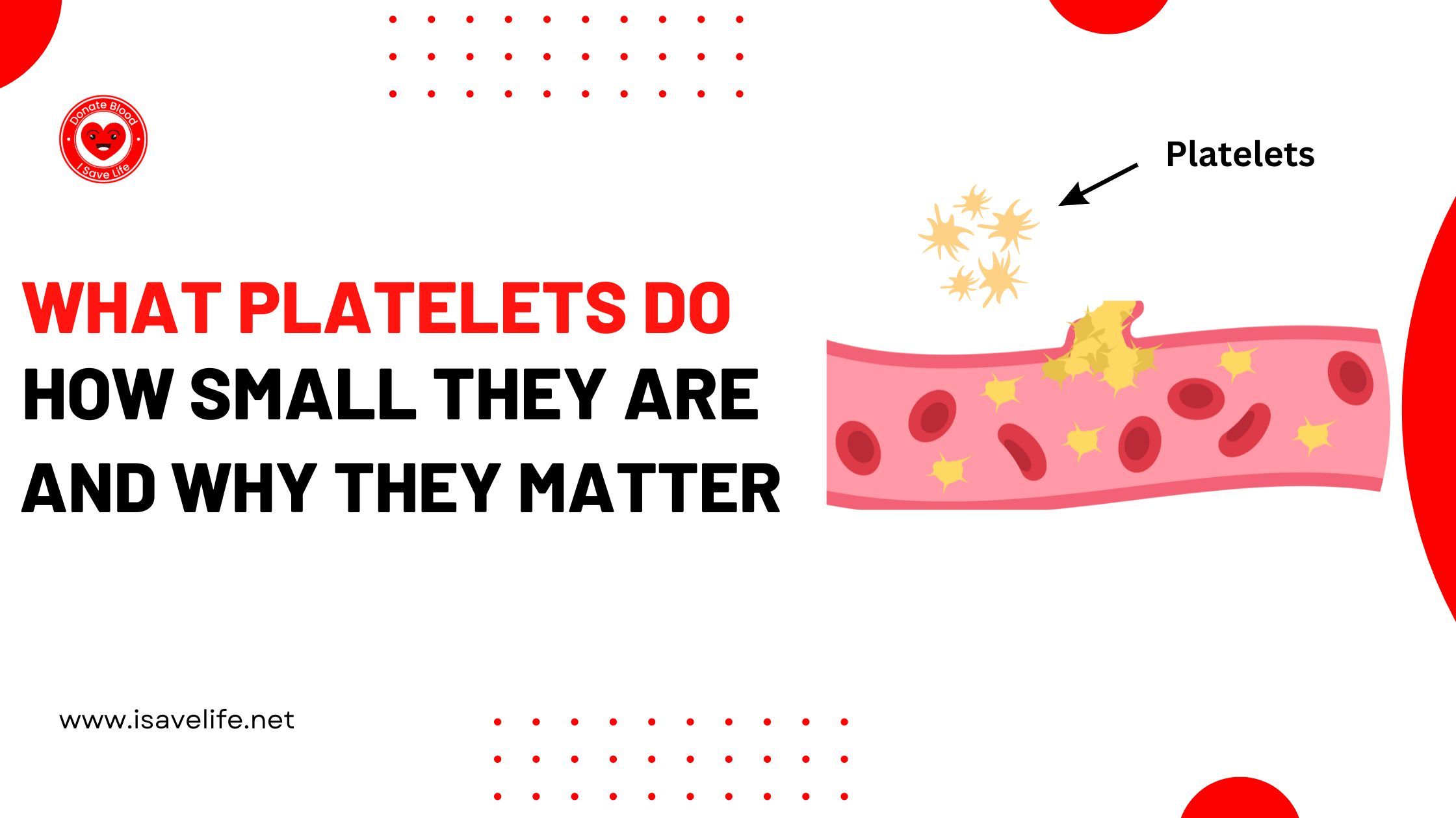 What Platelets Do, How Small They Are, and Why They Matter